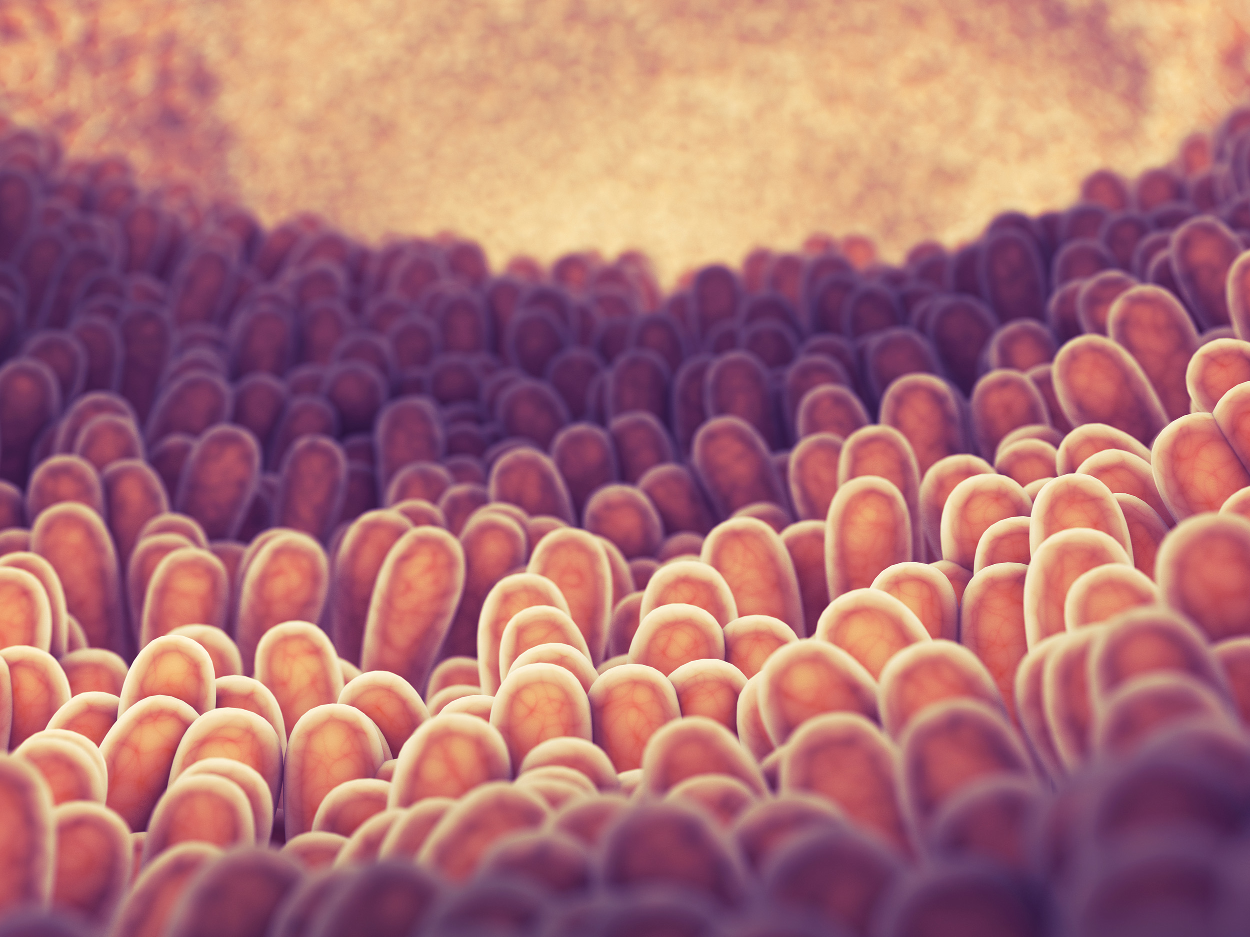 New Article Highlights Value of BactiCid®NG for Poultry Gut Health ...